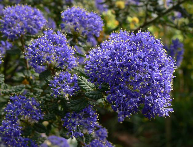 Ceanothus impressus 'Dark Star' - Säckelblume - mountain lilac