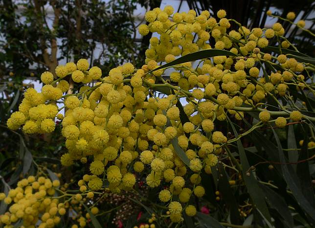 Acacia pycnantha - Gold-Akazie - golden wattle