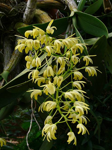 Dendrobium speciosum - Dendrobium - dendrobium