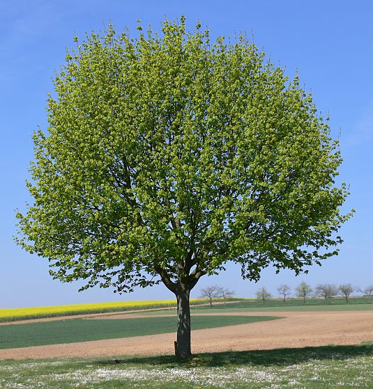 Acer platanoides - Spitz-Ahorn - Norway maple