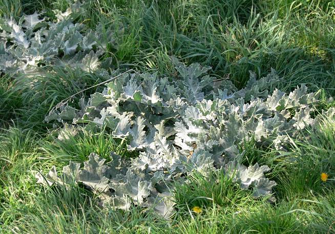 Onopordum acanthium - Gemeine Eselsdistel - Scots cottonthistle