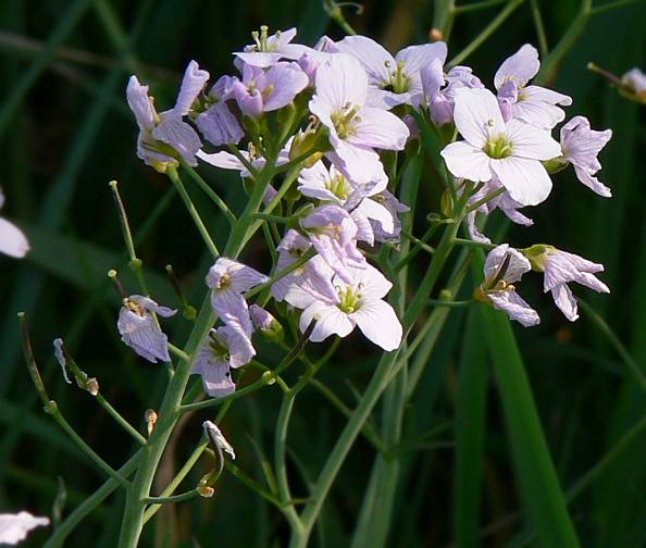 Cardamine pratensis - Wiesen-Schaumkraut - cuckoo flower