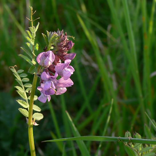 Vicia sepium - Zaun-Wicke - bush vetch