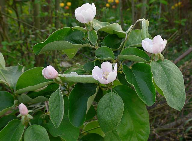 Cydonia oblonga - Quitte - quince