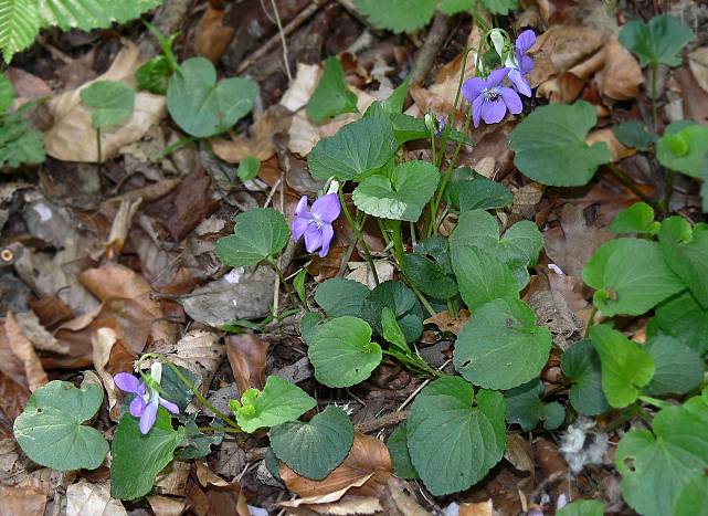 Viola riviniana - Hain-Veilchen - wood violet