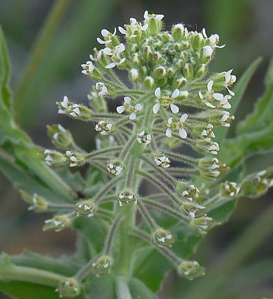 Lepidium campestre - Feld-Kresse - field pepperweed
