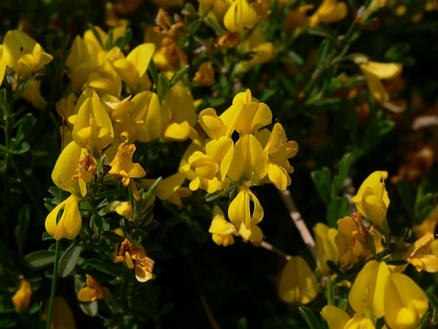 Genista pilosa - Behaarter Ginster - hairy greenweed