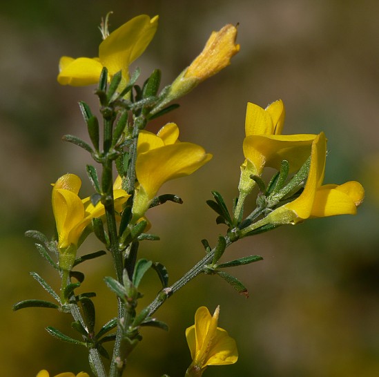 Genista pilosa - Behaarter Ginster - hairy greenweed