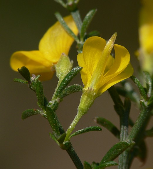 Genista pilosa - Behaarter Ginster - hairy greenweed