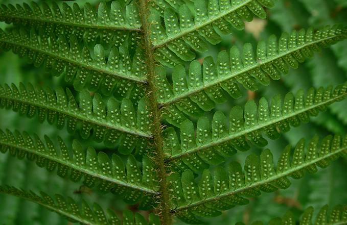Dryopteris affinis - Spreuschuppiger Wurmfarn - scaly male fern
