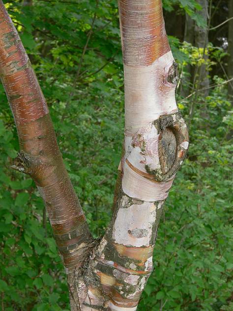 Betula albosinensis - Kupfer-Birke - Chinese red birch