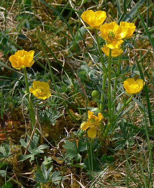 Ranunculus carinthiacus - Kärntner Berg-Hahnenfuß - Carinthian buttercup