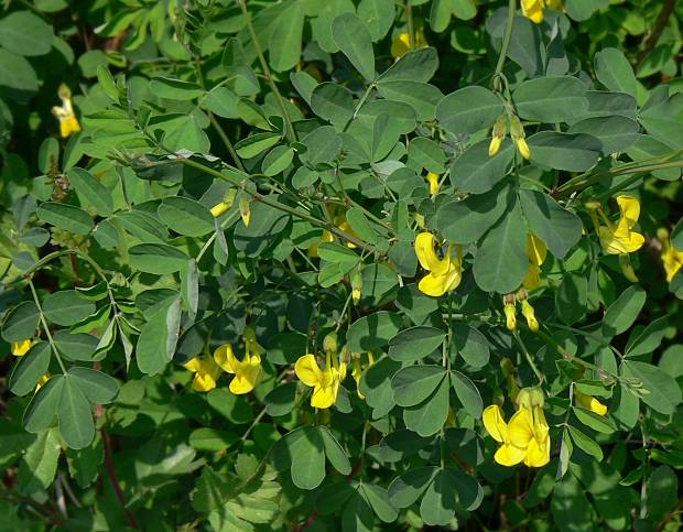 Hippocrepis emerus - Strauchiger Hufeisenklee - scorpion senna