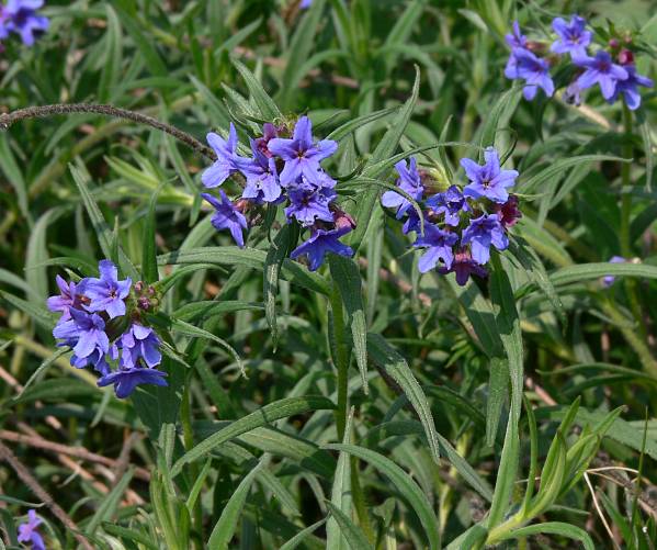 Lithospermum purpurocaeruleum - Blauroter Steinsame - purple gromwell