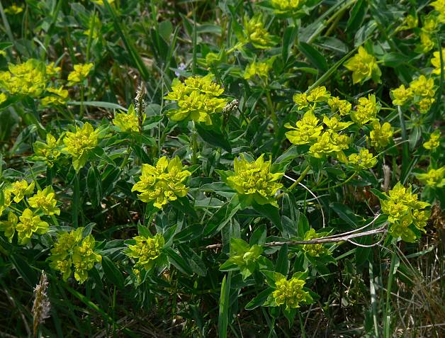 Euphorbia verrucosa - Warzen-Wolfsmilch - _