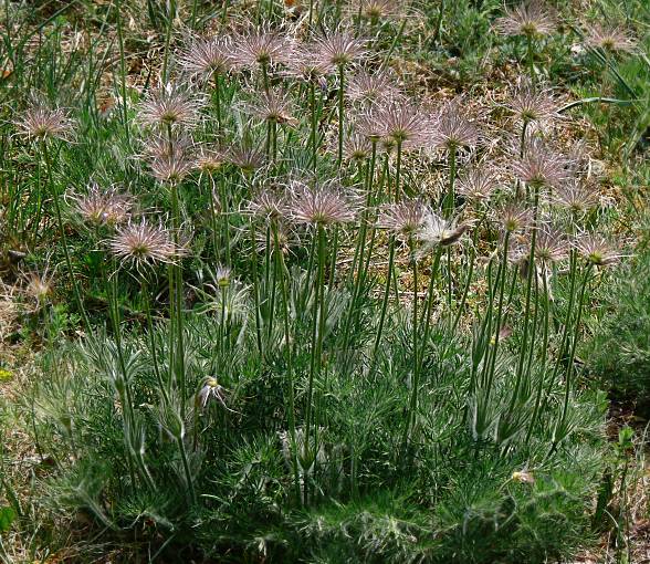 Pulsatilla vulgaris - Kchenschelle - European pasqueflower