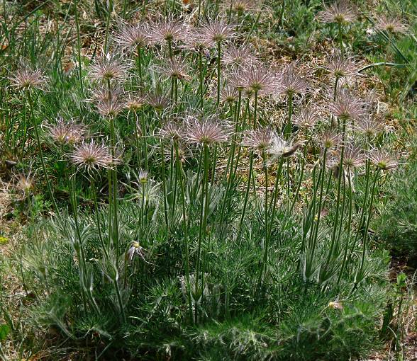 Pulsatilla vulgaris - Kchenschelle - European pasqueflower