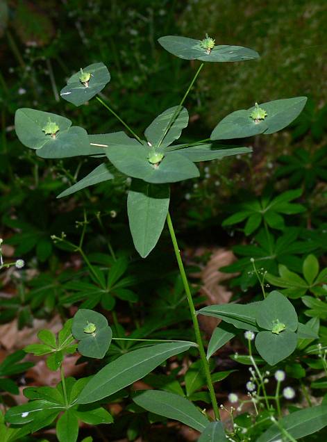 Euphorbia dulcis - Se Wolfsmilch - sweet spurge
