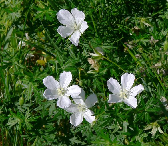 Geranium sanguineum - Blutroter Storchschnabel - bloody cranesbill