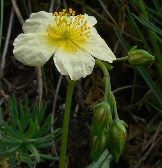 Helianthemum nummularium - Gewhnliches Sonnenrschen - common rockrose