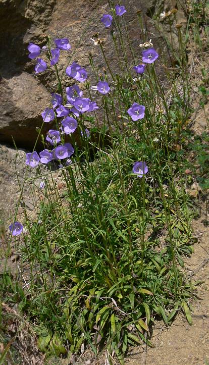 Campanula persicifolia - Pfirsichblttrige Glockenblume - peachleaf bellflower