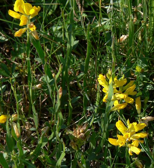 Chamaespartium sagittale - Flgelginster - arrow-jointed broom