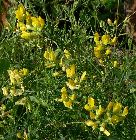 Lathyrus pratensis - Wiesen-Platterbse - meadow pea