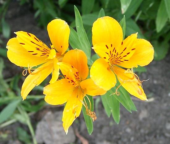 Alstroemeria aurea - Inkalilie - Peruvian-lily