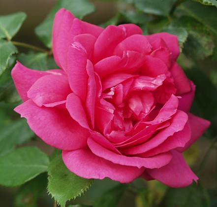 Rosa - Rose Parade - ?