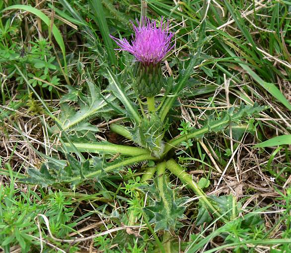 Cirsium acaule - Stngellose Kratzdistel - dwarf thistel