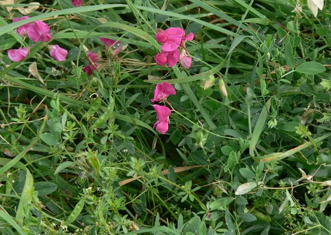 Lathyrus tuberosus - Knollen-Platterbse - tuberous sweetpea