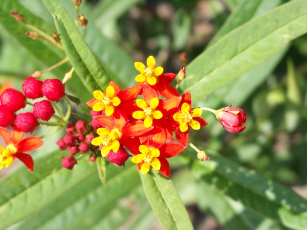 Asclepias curassavica - Seidenpflanze - bloodflower