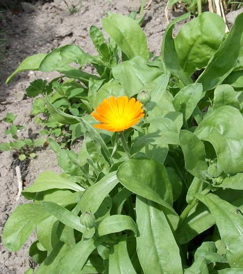 Calendula officinalis - Garten-Ringelblume - common marigold