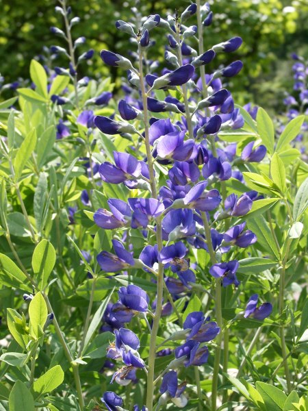 Baptisia australis - Falscher Indigo - false indigo