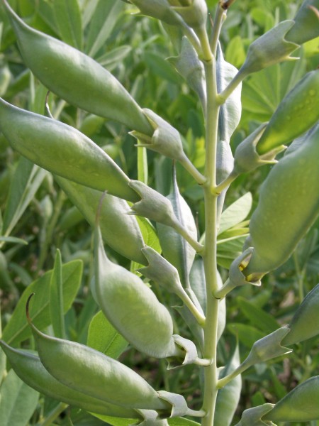 Baptisia australis - Falscher Indigo - false indigo