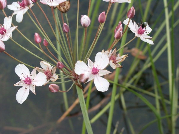 Butomus umbellatus - Schwanenblume - flowering rush