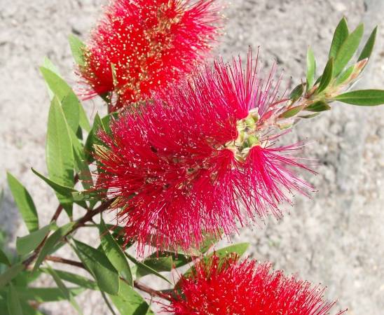 Callistemon citrinus - Zylinderputzer - crimson bottlebrush