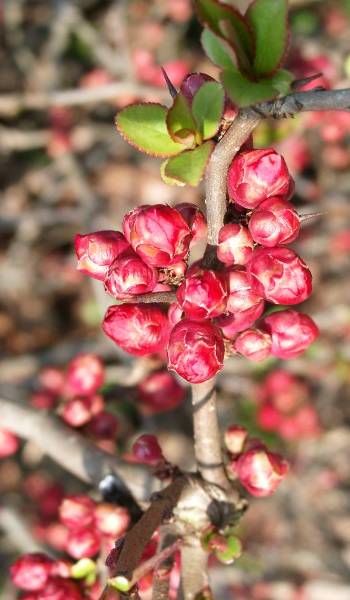 Chaenomeles ×superba - Zierquitte - quince