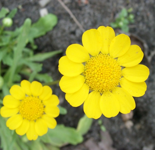 Coleostephus multicaulis - 'Gelbe Zwergmargerite' - yellow daisy