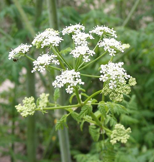 Conium maculatum - Gefleckter Schierling - poison hemlock