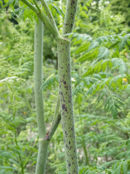 Conium maculatum - Gefleckter Schierling - poison hemlock