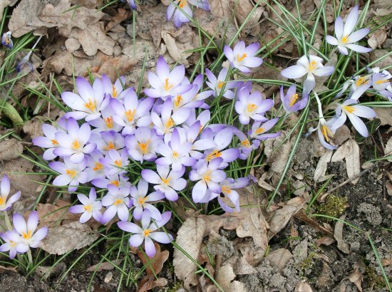 Crocus vernus ssp. albiflorus - Weier Frhlings-Krokus - dutch crocus