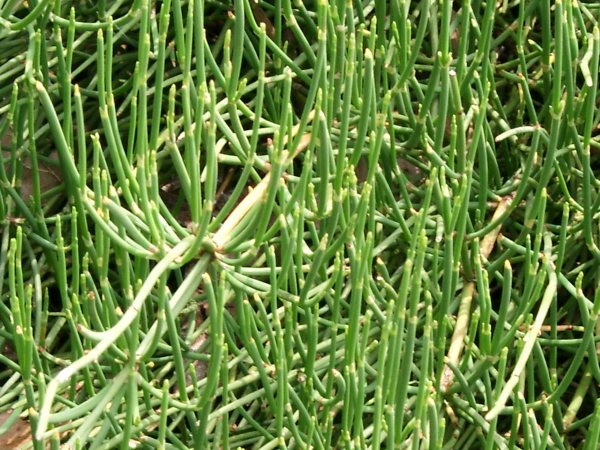 Ephedra distachya - Meertrubel - great shrubby horsetail