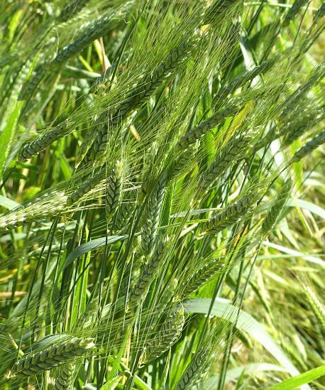 Triticum dicoccum - Emmer - emmer wheat