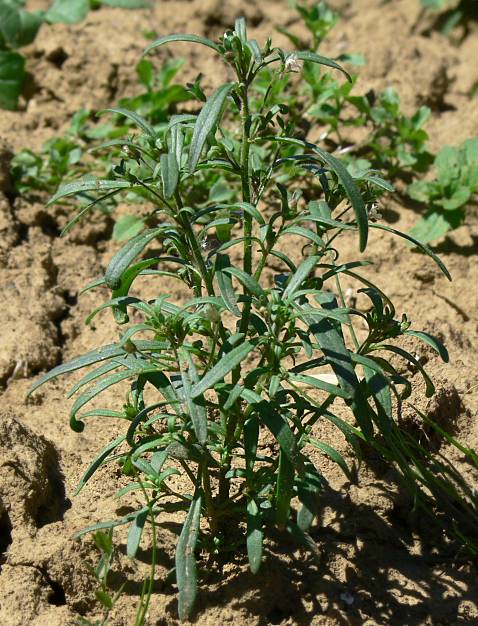 Chaenorhinum minus - Kleines Leinkraut - dwarf snapdragon