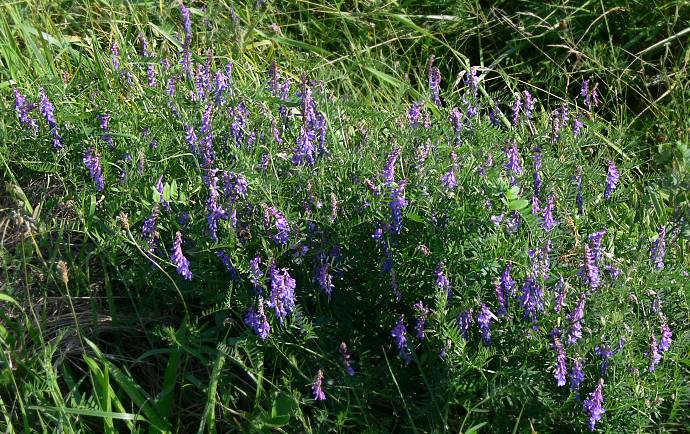 Vicia cracca - Vogel-Wicke - bird vetch