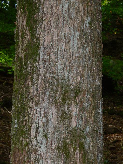 Castanea sativa - Ess-Kastanie - European chestnut