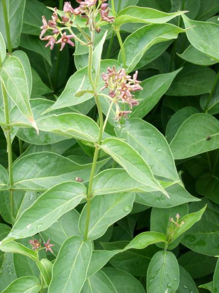 Cynanchum vincetoxicum - Schwalbenwurz - swallow-wort