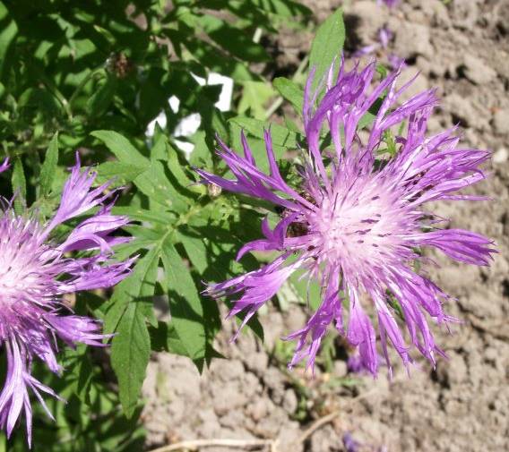 Centaurea dealbata - Flockenblume - whitewash cornflower