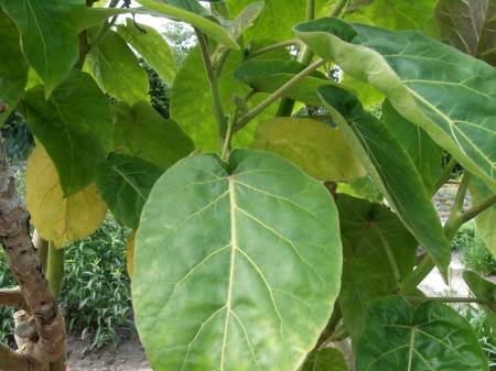 Cyphomandra betacea - Baumtomate Tamarillo - tree tomato